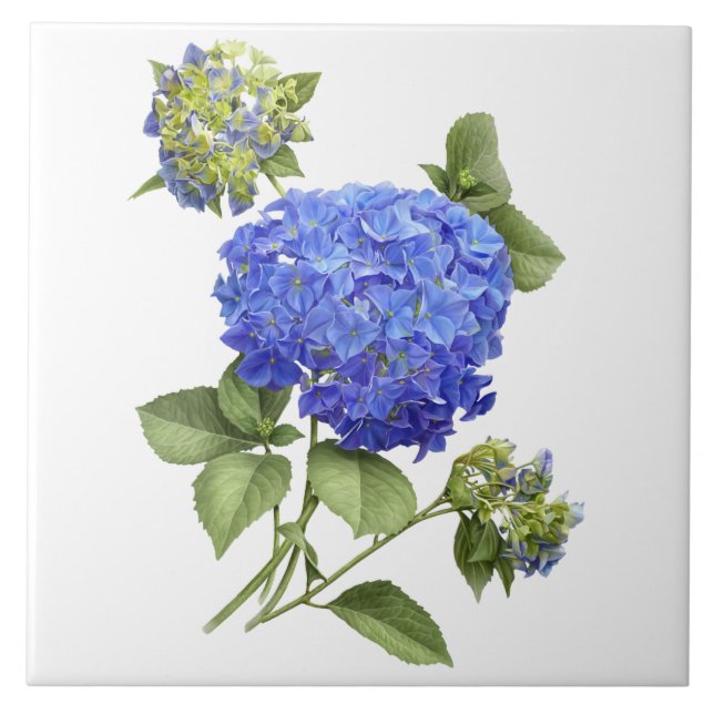 Blaue Hortensienblüten Botanische Kunst Fliese (Vorderseite)