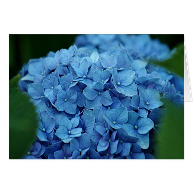 Blaue Hydrangea-Blume (Vorderseite (Horizontal))