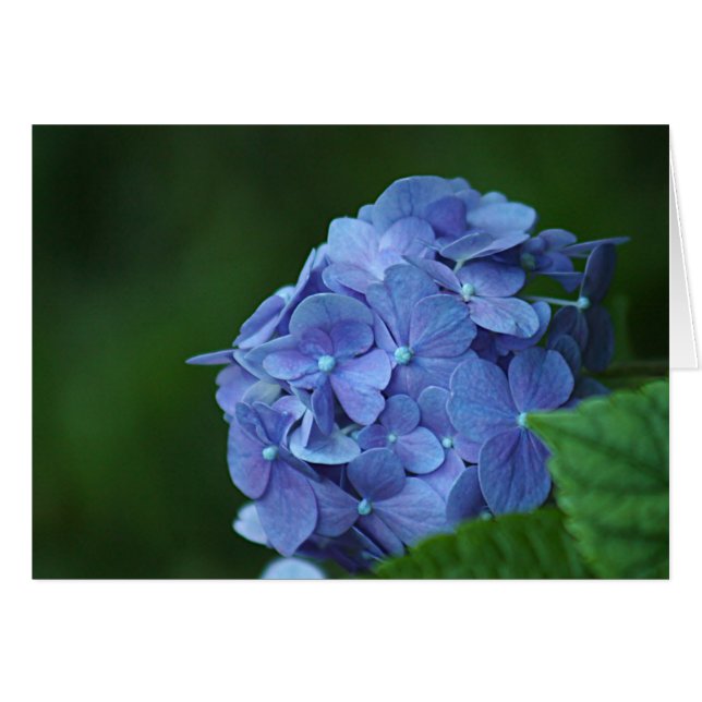 Blaue Hydrangea-Blume (Vorderseite (Horizontal))