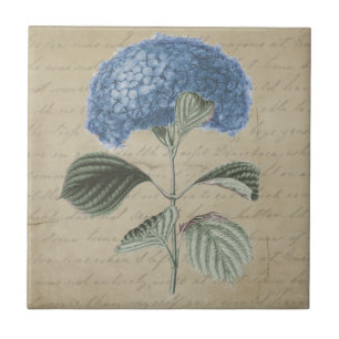Blaue Hydrangea-Blume auf Vintager Fliese