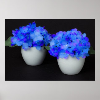 Blaue Hydrangea-Blume in Weißtöpfen Poster