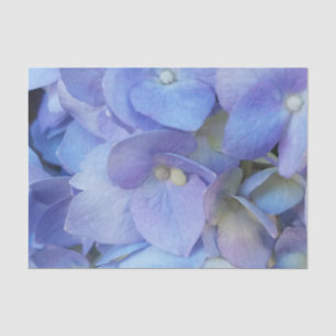 Blaue Hydrangea-Blume Seidenpapier