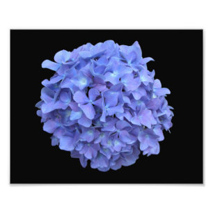 Blaue Hydrangea-Blüten-Fotografie Fotodruck