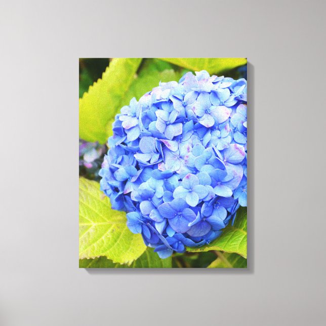 Blaue Hydrangea Leinwanddruck (Vorderseite)