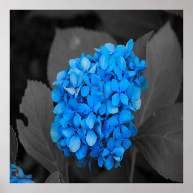 Blaue Hydrangea Poster (Vorne)