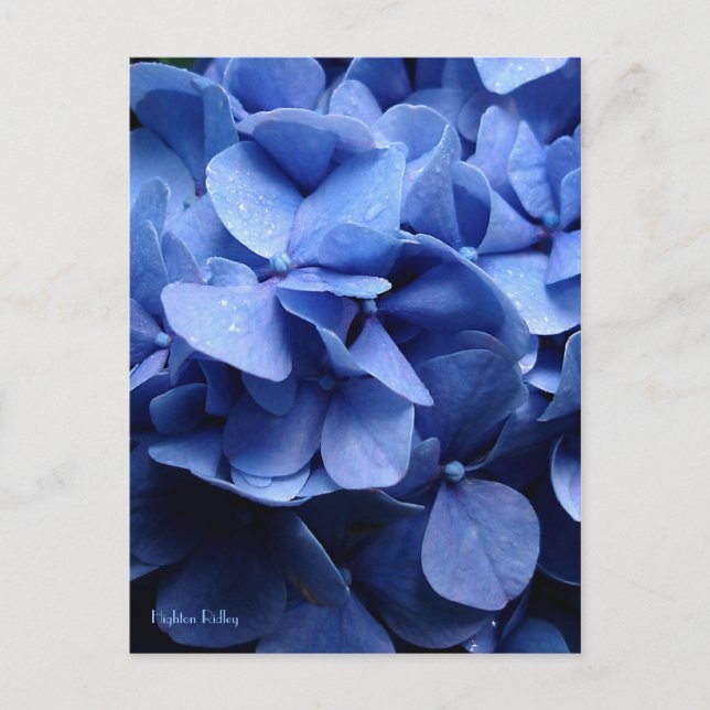 Blaue Hydrangea-Postkarte Postkarte (Vorderseite)