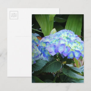 Blaue Hydrangeas-Blume Blumenfotografie Postkarte