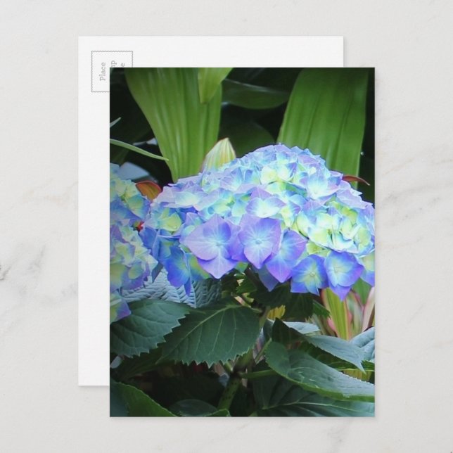 Blaue Hydrangeas-Blume Blumenfotografie Postkarte (Vorne/Hinten)