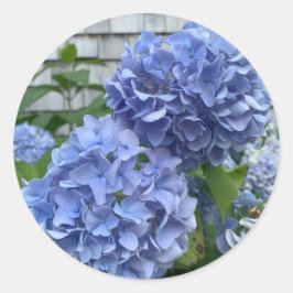Blaue Hydrangeas (Hydrangea macrophylla) Aufkleber