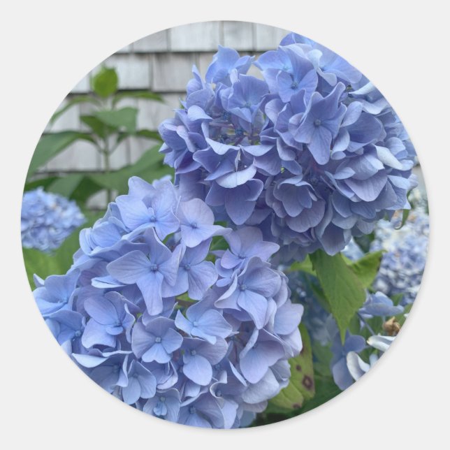 Blaue Hydrangeas (Hydrangea macrophylla) Aufkleber (Vorderseite)