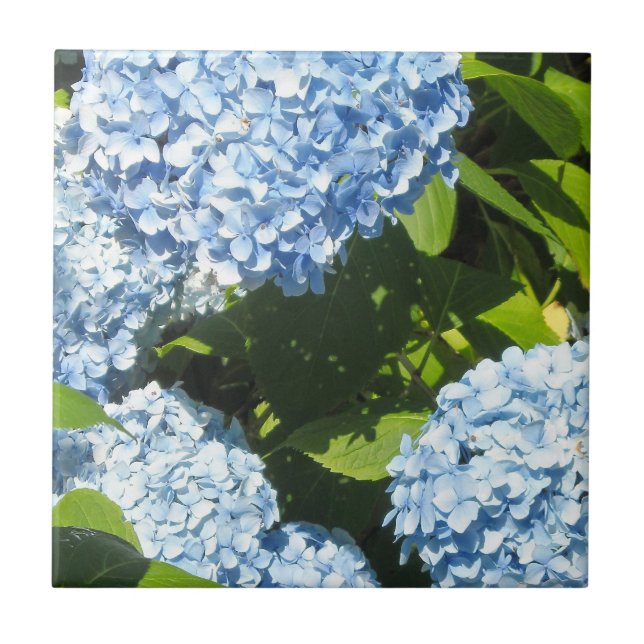 Blaue Hydrangeas in der Sonne Fliese (Vorderseite)