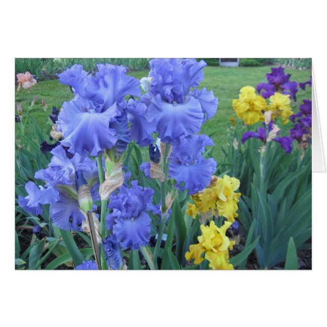 Blaue Iris (Vorderseite (Horizontal))
