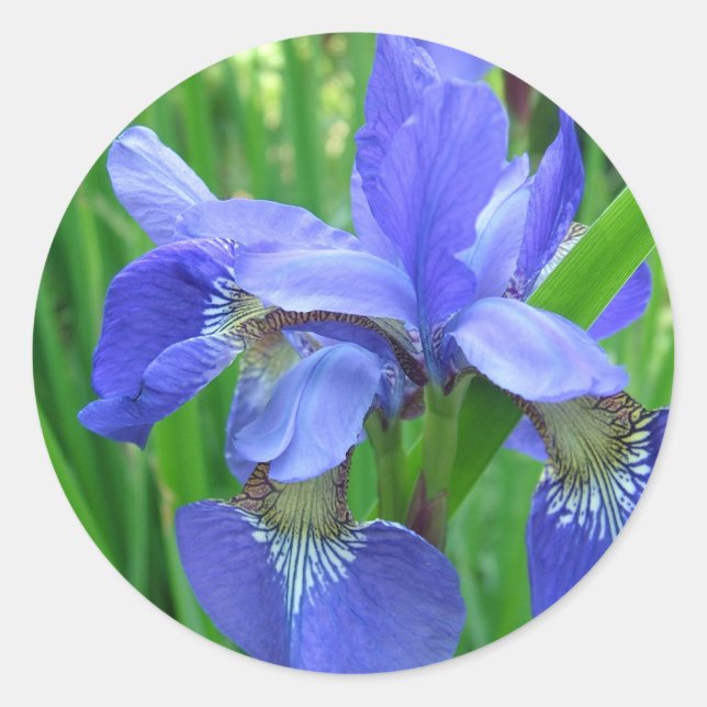 blaue Iris-Blume. Blumengartenfotografie Runder Aufkleber (Vorderseite)