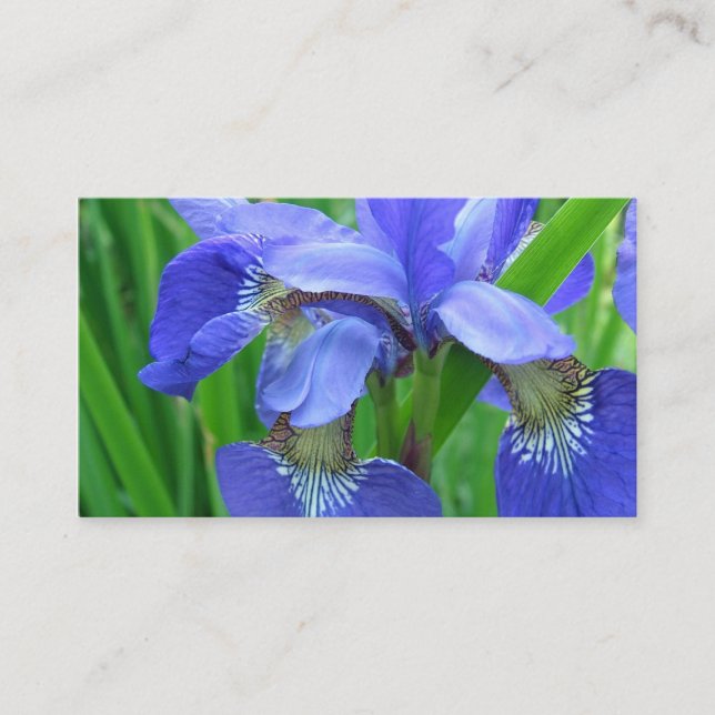 Blaue Iris-Blume Visitenkarte (Vorderseite)