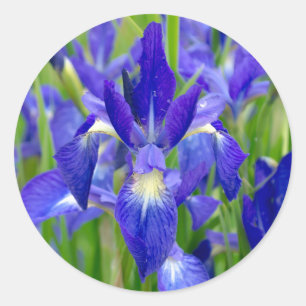 Blaue Iris-Blumen-Aufkleber Runder Aufkleber