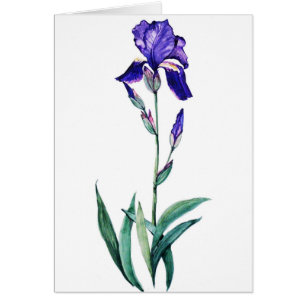 Blaue Iris durch PMACarlson
