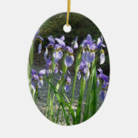 Blaue Iris