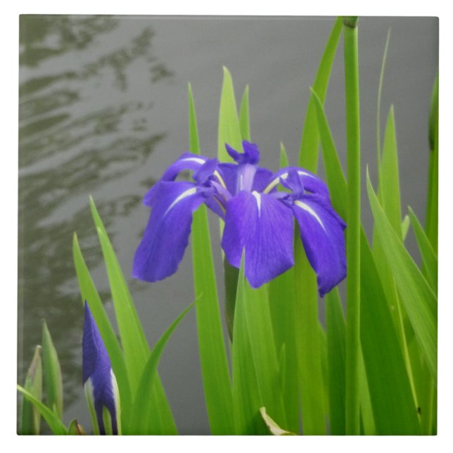 Blaue Iris Keramikfliese (Vorderseite)