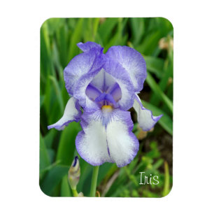 Blaue Iris Magnet