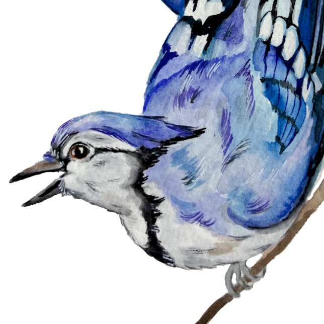 Blaue Jay (Von Creator hochgeladen)