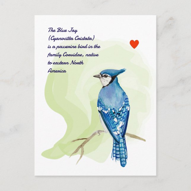 Blaue Jay-Aquarellmalerei Postkarte (Vorderseite)
