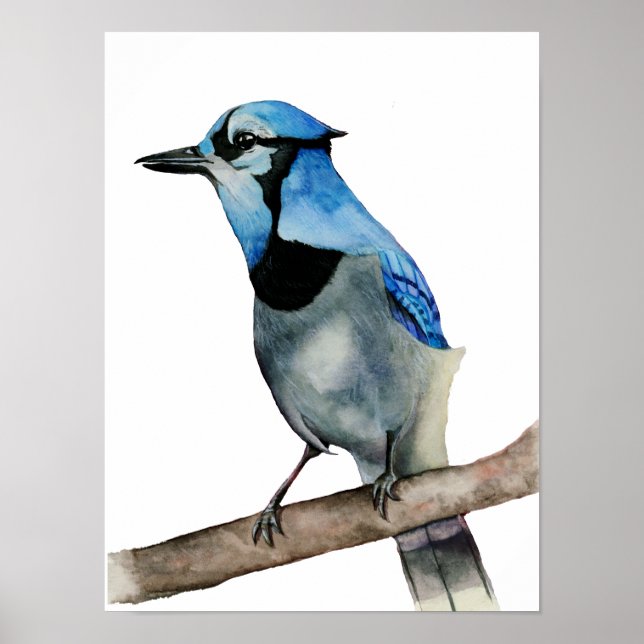 Blaue Jay auf Aquarellmalerei in Zweigstellen Poster (Vorne)