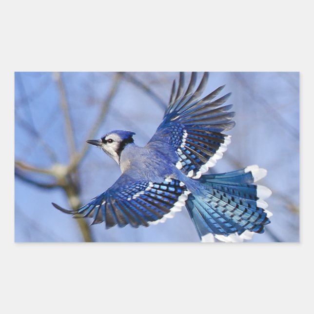Blaue Jay auf der Flugklemme Rechteckiger Aufkleber (Vorderseite)