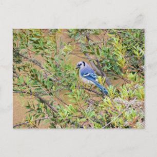 Blaue Jay auf Myrtle aus Südwax Postkarte