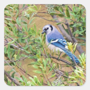 Blaue Jay auf Myrtle aus Südwax Quadratischer Aufkleber