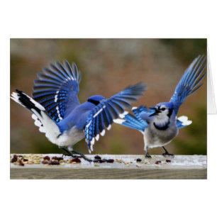 Blaue Jay beim Mittagessen zanken
