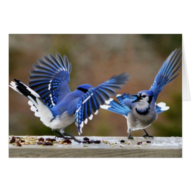 Blaue Jay beim Mittagessen zanken (Vorderseite (Horizontal))