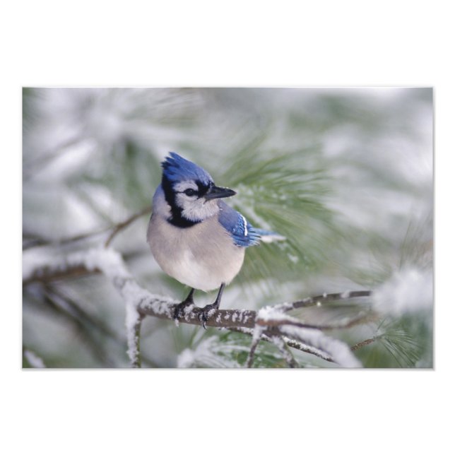 Blaue Jay, Cyanocitta cristata Fotodruck (Vorne)