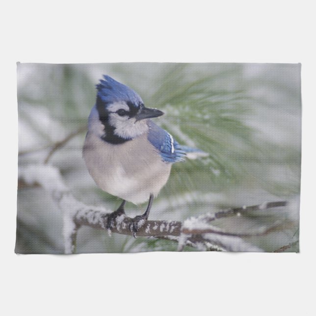 Blaue Jay, Cyanocitta cristata Geschirrtuch (Horizontal)