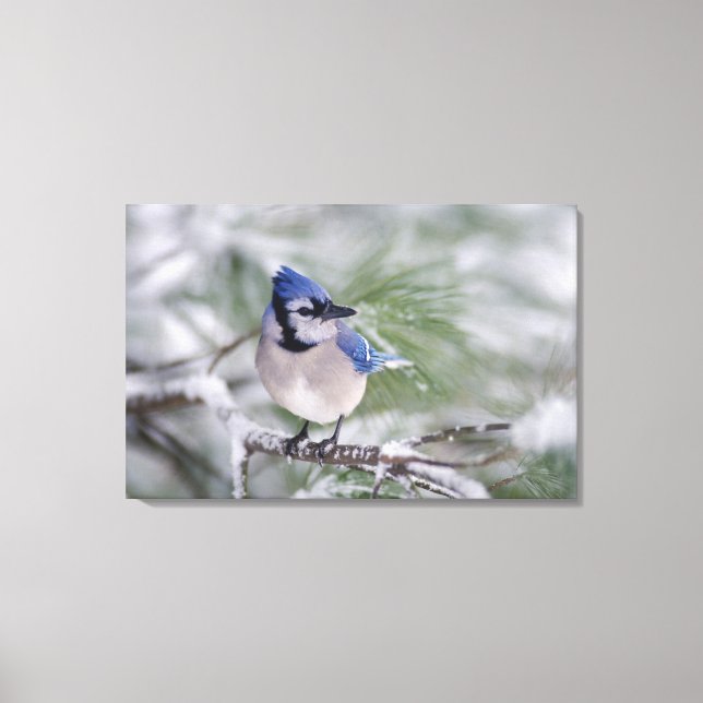 Blaue Jay, Cyanocitta cristata Leinwanddruck (Vorderseite)