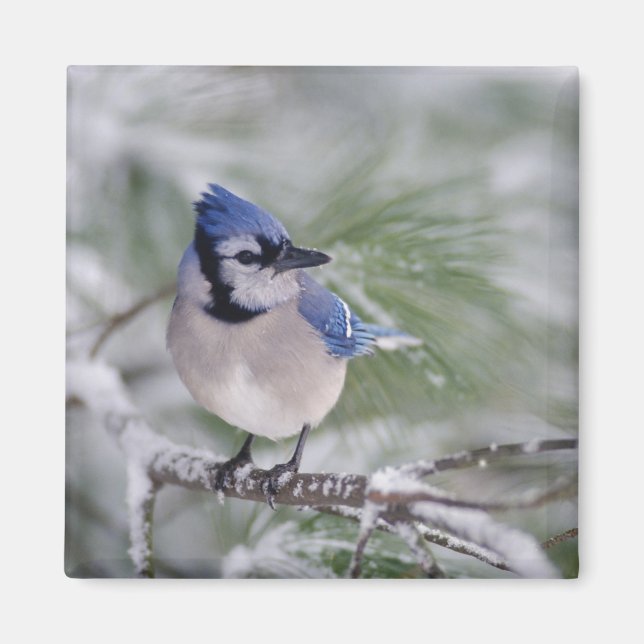 Blaue Jay, Cyanocitta cristata Magnet (Vorne)