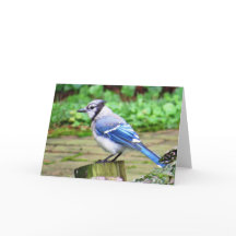 Blaue Jay-Gruß-Karte
