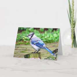 Blaue Jay-Gruß-Karte Karte