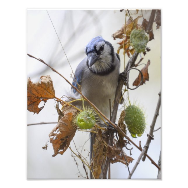 Blaue Jay im Blattwerk Fotodruck (Vorne)