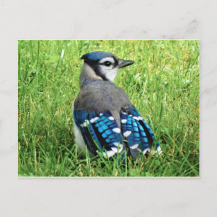 Blaue Jay im Gras Postkarte