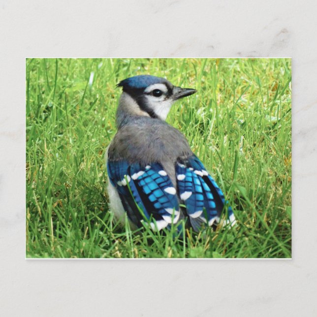 Blaue Jay im Gras Postkarte (Vorderseite)
