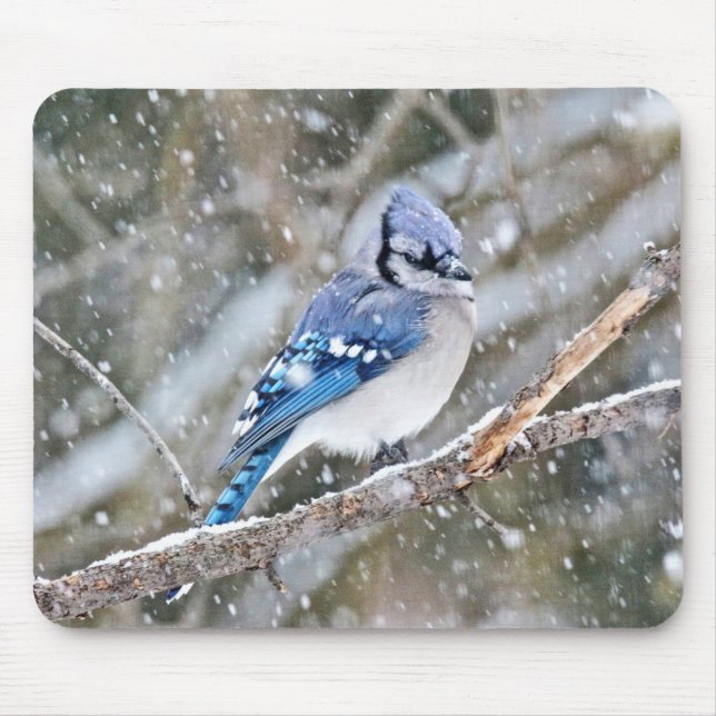Blaue Jay im Schneesturm Mousepad (Vorne)
