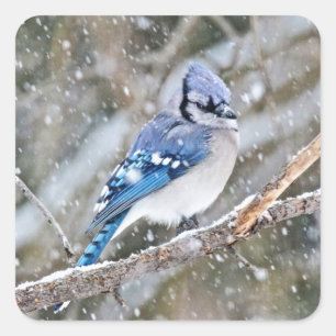 Blaue Jay im Schneesturm Quadratischer Aufkleber