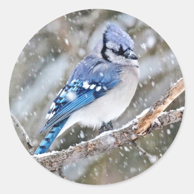 Blaue Jay im Schneesturm Runder Aufkleber (Vorderseite)