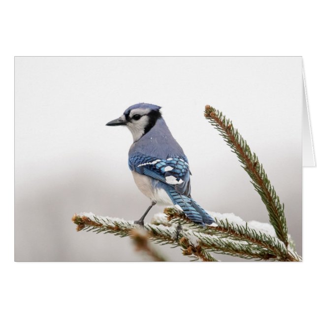Blaue Jay im Winter (Vorderseite (Horizontal))