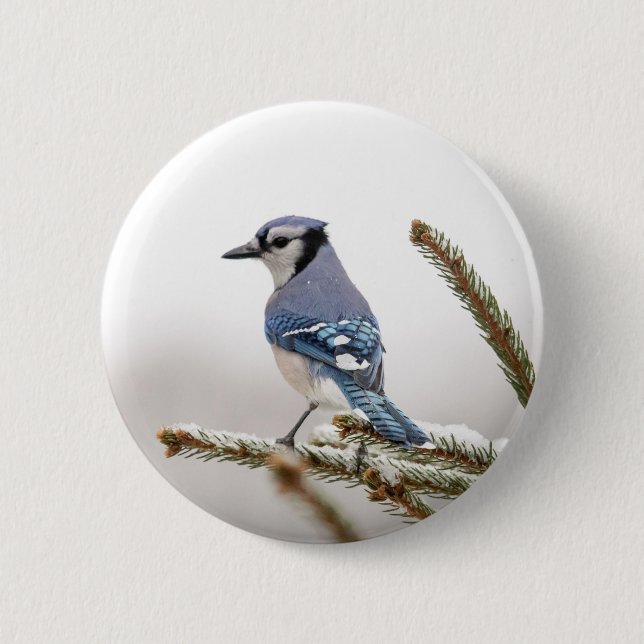 Blaue Jay im Winter Button (Vorderseite)