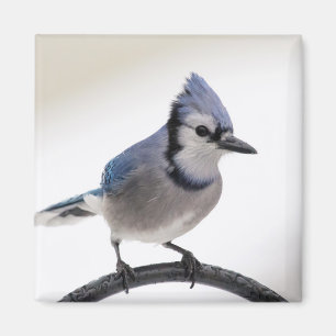 Blaue Jay im Winter Magnet