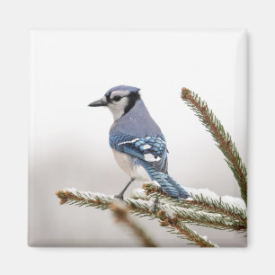 Blaue Jay im Winter Magnet