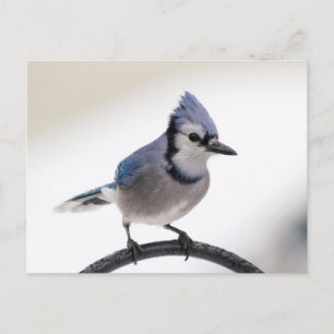 Blaue Jay im Winter Postkarte
