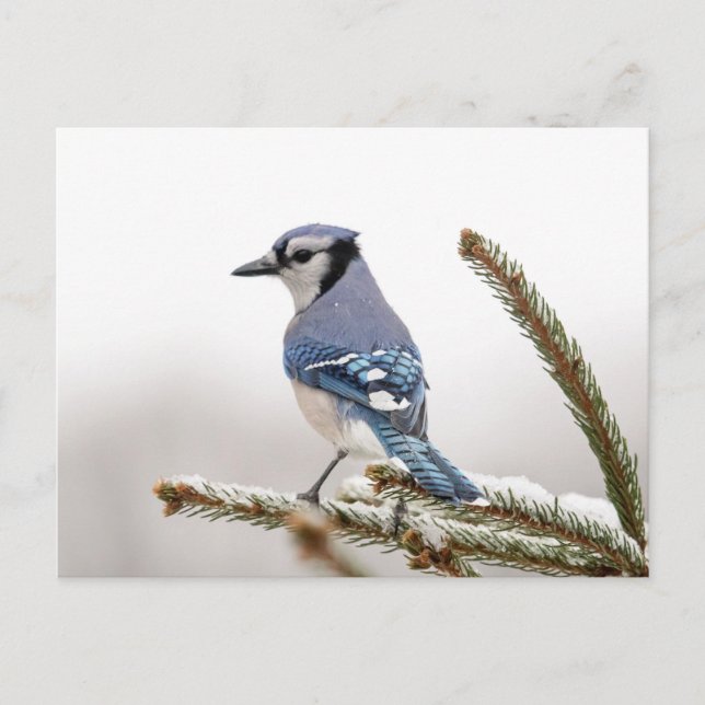 Blaue Jay im Winter Postkarte (Vorderseite)