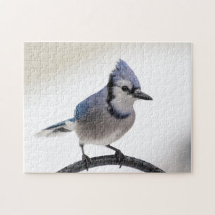 Blaue Jay im Winter Puzzle